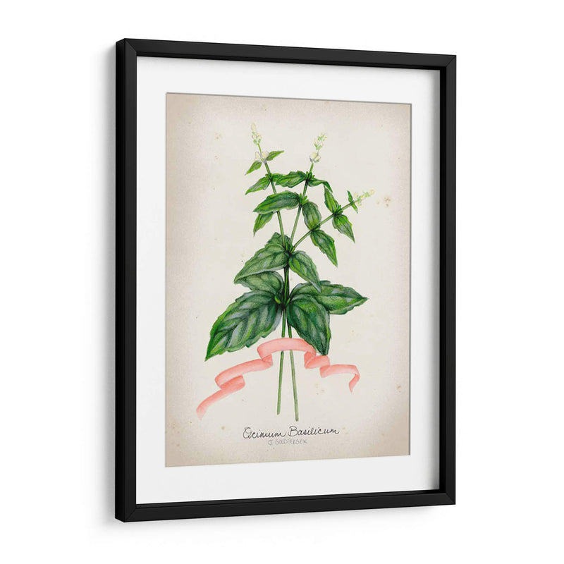 Serie Herb Iv - Jennifer Goldberger | Cuadro decorativo de Canvas Lab