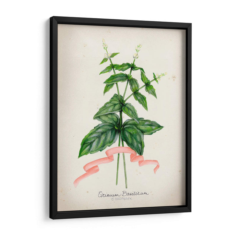 Serie Herb Iv - Jennifer Goldberger | Cuadro decorativo de Canvas Lab