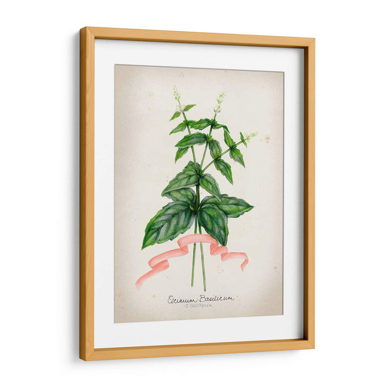 Serie Herb Iv - Jennifer Goldberger | Cuadro decorativo de Canvas Lab