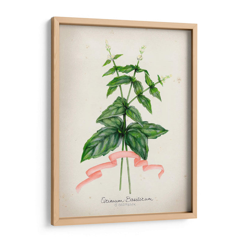 Serie Herb Iv - Jennifer Goldberger | Cuadro decorativo de Canvas Lab