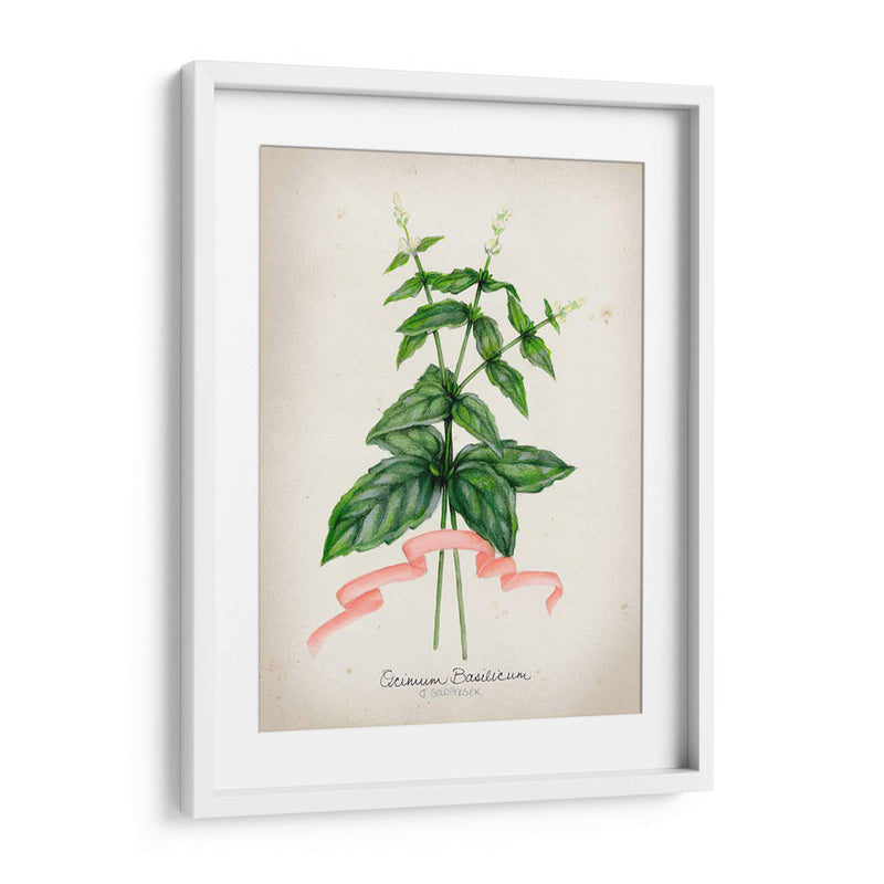 Serie Herb Iv - Jennifer Goldberger | Cuadro decorativo de Canvas Lab