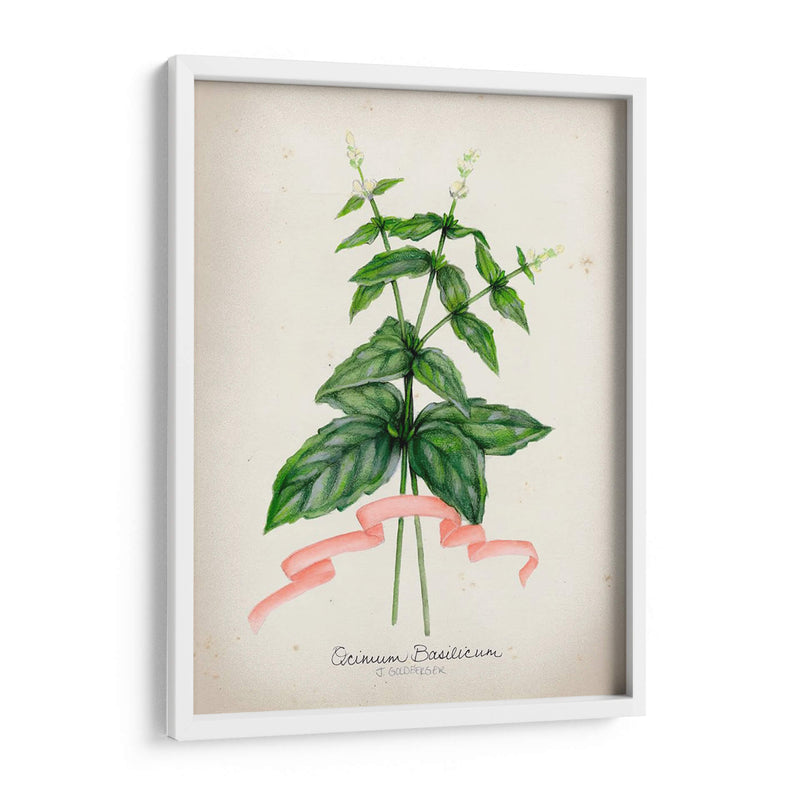 Serie Herb Iv - Jennifer Goldberger | Cuadro decorativo de Canvas Lab