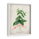 Serie Herb Iv - Jennifer Goldberger | Cuadro decorativo de Canvas Lab