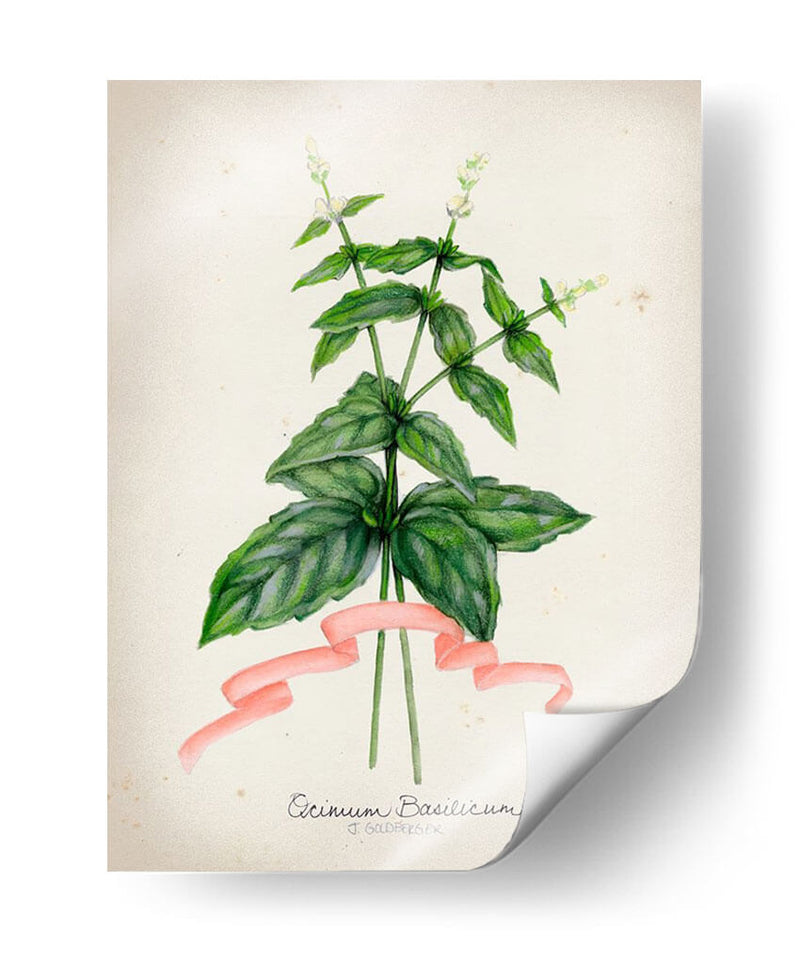 Serie Herb Iv - Jennifer Goldberger | Cuadro decorativo de Canvas Lab