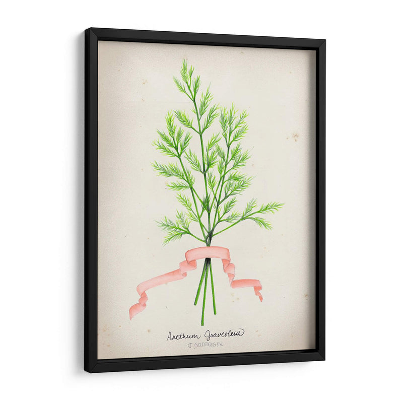 Serie Herb V - Jennifer Goldberger | Cuadro decorativo de Canvas Lab