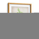 Serie Herb V - Jennifer Goldberger | Cuadro decorativo de Canvas Lab