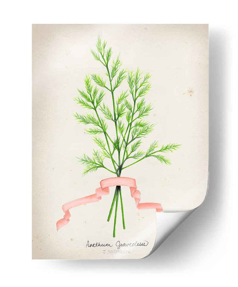 Serie Herb V - Jennifer Goldberger | Cuadro decorativo de Canvas Lab