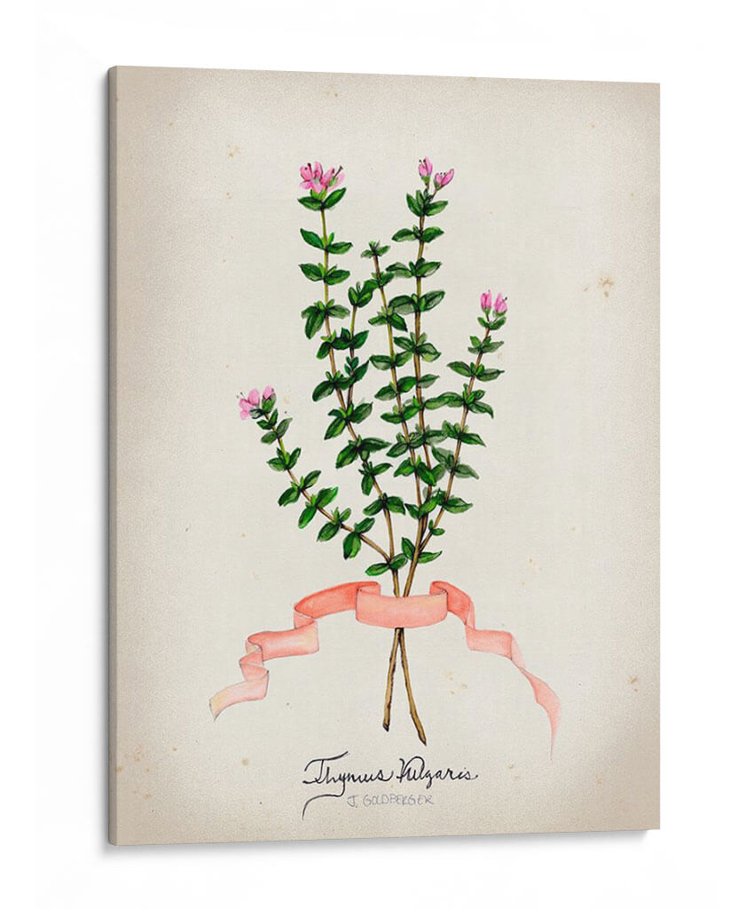 Serie Herb Vi - Jennifer Goldberger | Cuadro decorativo de Canvas Lab