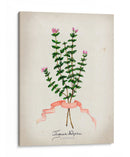 Serie Herb Vi - Jennifer Goldberger | Cuadro decorativo de Canvas Lab