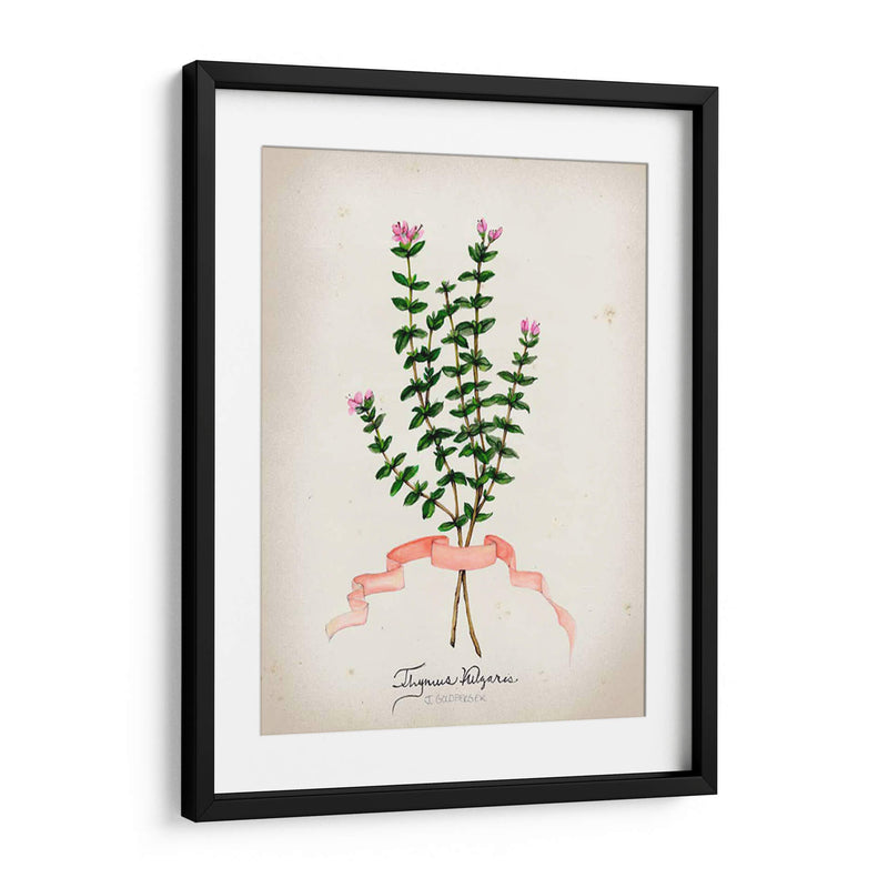 Serie Herb Vi - Jennifer Goldberger | Cuadro decorativo de Canvas Lab