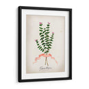 Serie Herb Vi - Jennifer Goldberger | Cuadro decorativo de Canvas Lab