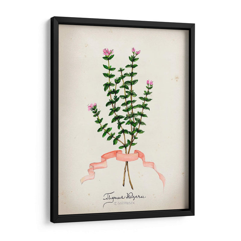 Serie Herb Vi - Jennifer Goldberger | Cuadro decorativo de Canvas Lab