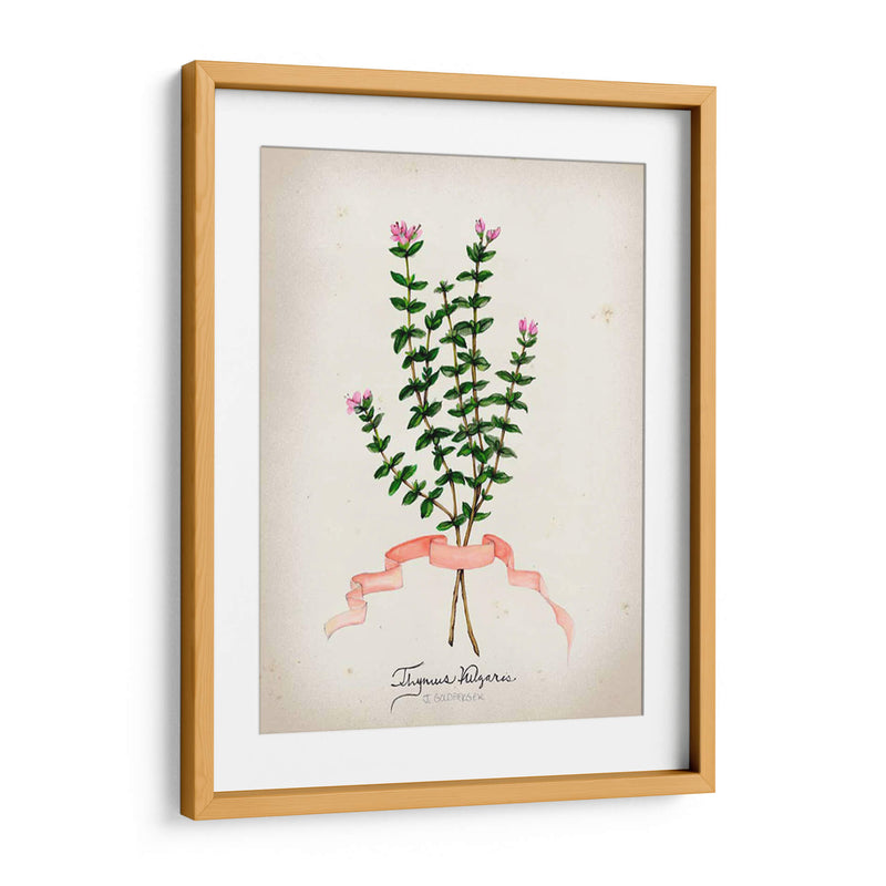 Serie Herb Vi - Jennifer Goldberger | Cuadro decorativo de Canvas Lab