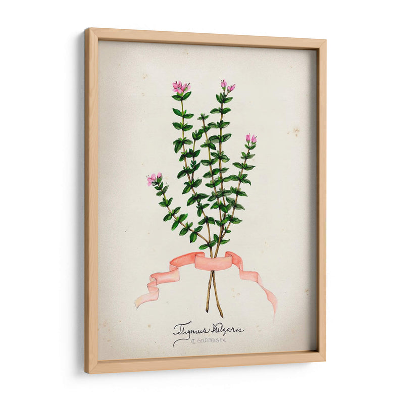 Serie Herb Vi - Jennifer Goldberger | Cuadro decorativo de Canvas Lab