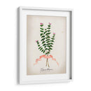 Serie Herb Vi - Jennifer Goldberger | Cuadro decorativo de Canvas Lab
