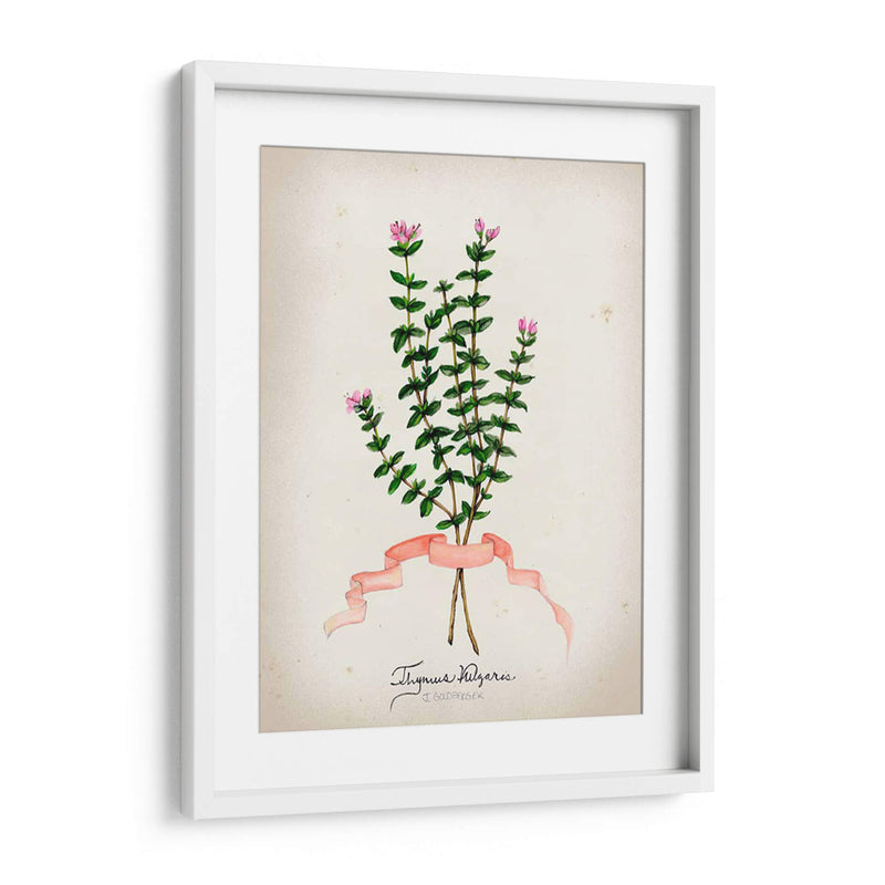 Serie Herb Vi - Jennifer Goldberger | Cuadro decorativo de Canvas Lab