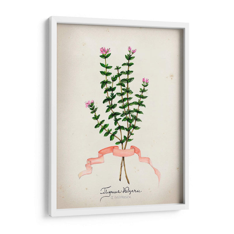 Serie Herb Vi - Jennifer Goldberger | Cuadro decorativo de Canvas Lab