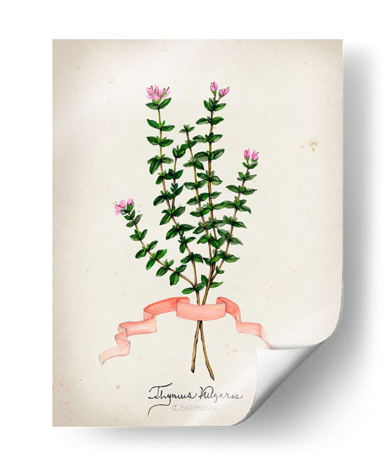 Serie Herb Vi - Jennifer Goldberger | Cuadro decorativo de Canvas Lab