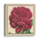Colección De Peonía Pequeña V - Vision Studio | Cuadro decorativo de Canvas Lab