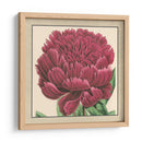 Colección De Peonía Pequeña V - Vision Studio | Cuadro decorativo de Canvas Lab