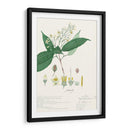 Descubiertos Delicados I - A. Descubes | Cuadro decorativo de Canvas Lab
