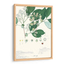 Descubes Delicados Iv - A. Descubes | Cuadro decorativo de Canvas Lab