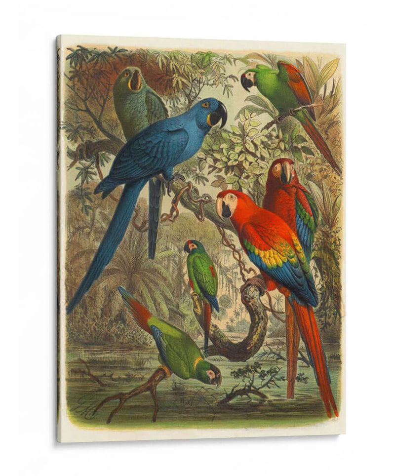 Cassel Tropical Birds Iii - Cassel | Cuadro decorativo de Canvas Lab