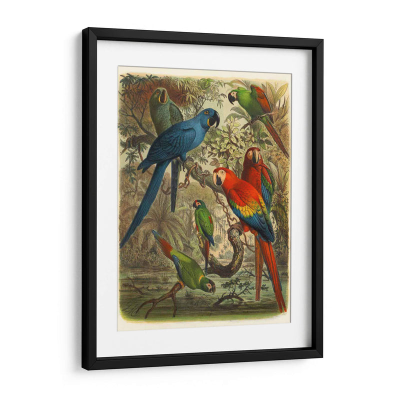 Cassel Tropical Birds Iii - Cassel | Cuadro decorativo de Canvas Lab