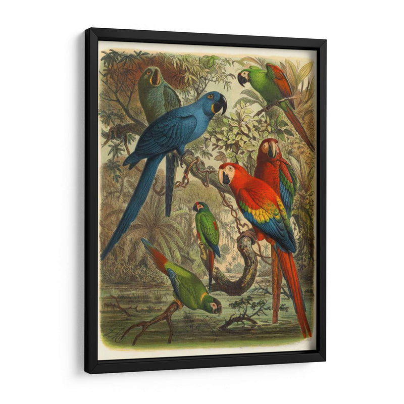 Cassel Tropical Birds Iii - Cassel | Cuadro decorativo de Canvas Lab