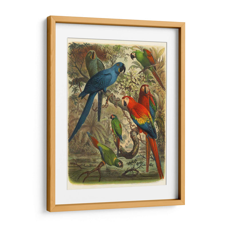 Cassel Tropical Birds Iii - Cassel | Cuadro decorativo de Canvas Lab