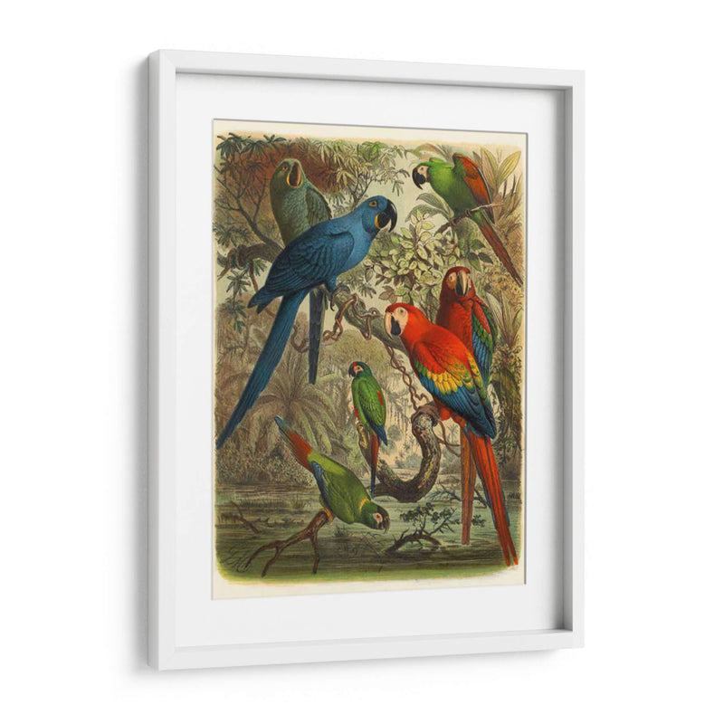 Cassel Tropical Birds Iii - Cassel | Cuadro decorativo de Canvas Lab