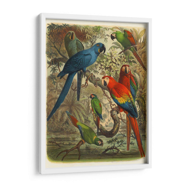 Cassel Tropical Birds Iii - Cassel | Cuadro decorativo de Canvas Lab