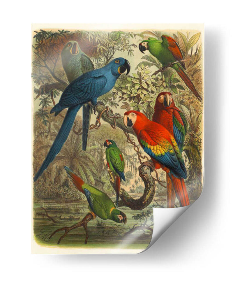 Cassel Tropical Birds Iii - Cassel | Cuadro decorativo de Canvas Lab