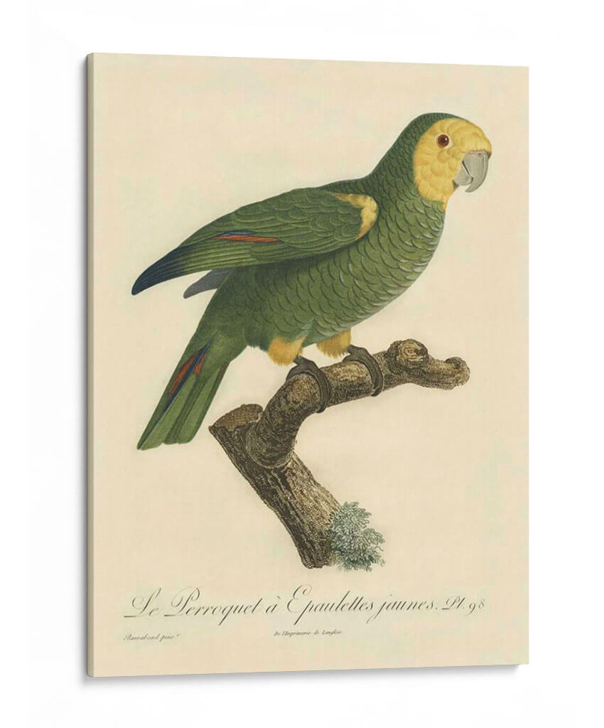 Barraband Parrot, Pl 98 - Barraband | Cuadro decorativo de Canvas Lab
