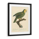 Barraband Parrot, Pl 98 - Barraband | Cuadro decorativo de Canvas Lab
