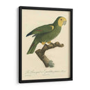 Barraband Parrot, Pl 98 - Barraband | Cuadro decorativo de Canvas Lab