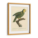 Barraband Parrot, Pl 98 - Barraband | Cuadro decorativo de Canvas Lab