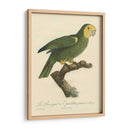 Barraband Parrot, Pl 98 - Barraband | Cuadro decorativo de Canvas Lab