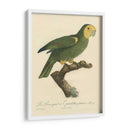 Barraband Parrot, Pl 98 - Barraband | Cuadro decorativo de Canvas Lab