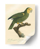 Barraband Parrot, Pl 98 - Barraband | Cuadro decorativo de Canvas Lab