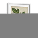 Higuera Antigua No Adornada - Weddell | Cuadro decorativo de Canvas Lab