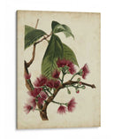 Árbol De Franja Antiguo No Adornado - Weddell | Cuadro decorativo de Canvas Lab