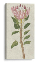 Protea Ii No Embellecida - Chariklia Zarris | Cuadro decorativo de Canvas Lab