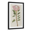Protea Ii No Embellecida - Chariklia Zarris | Cuadro decorativo de Canvas Lab