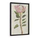 Protea Ii No Embellecida - Chariklia Zarris | Cuadro decorativo de Canvas Lab