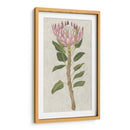 Protea Ii No Embellecida - Chariklia Zarris | Cuadro decorativo de Canvas Lab