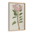 Protea Ii No Embellecida - Chariklia Zarris | Cuadro decorativo de Canvas Lab
