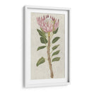 Protea Ii No Embellecida - Chariklia Zarris | Cuadro decorativo de Canvas Lab