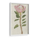 Protea Ii No Embellecida - Chariklia Zarris | Cuadro decorativo de Canvas Lab