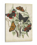 No Está Adornado Mariposa Refugio I - Vision Studio | Cuadro decorativo de Canvas Lab